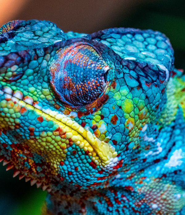 Grafika użytkowa: Kluczowa rola w wizualnym świecie